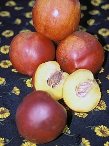 Nectar Babe Miniature Nectarine